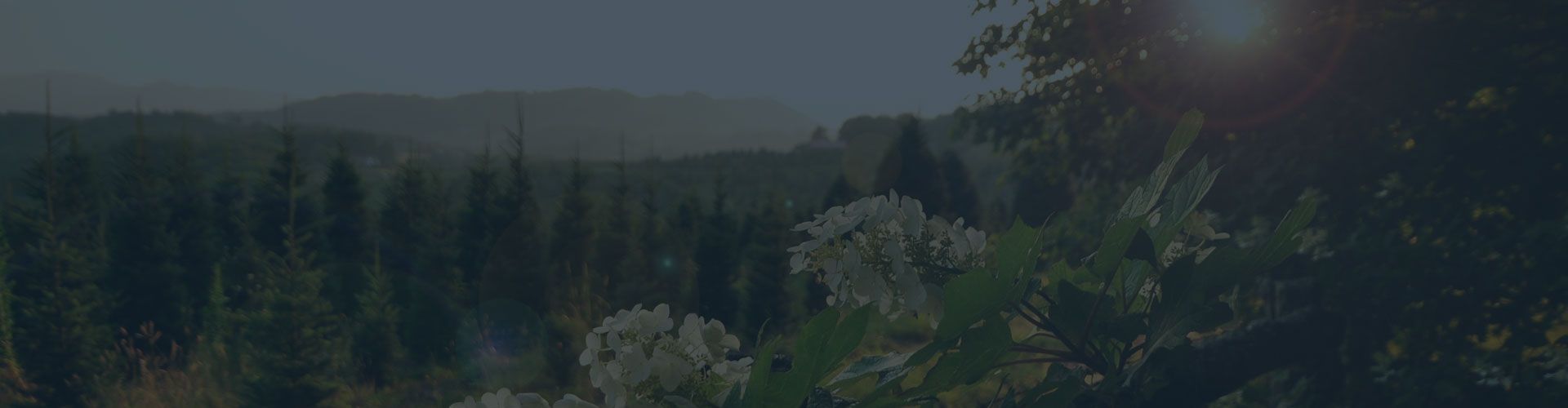 The Blue Ridge Mountains